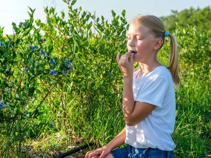 Blueberry quality